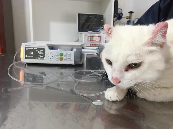 Mascota feliz con su dueño