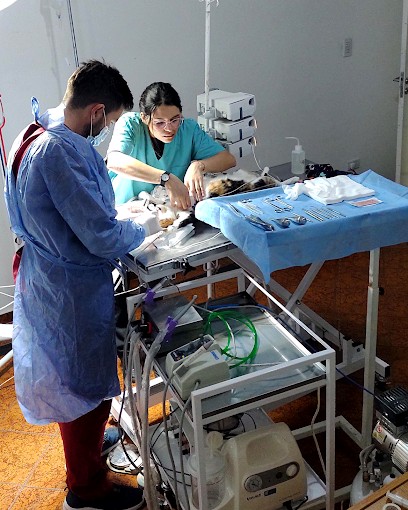 Equipo de veterinarios Del Sol